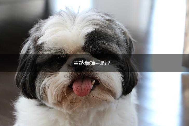 雪纳瑞掉毛吗？,第1张