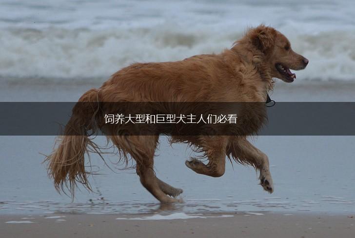 饲养大型和巨型犬主人们必看,第1张