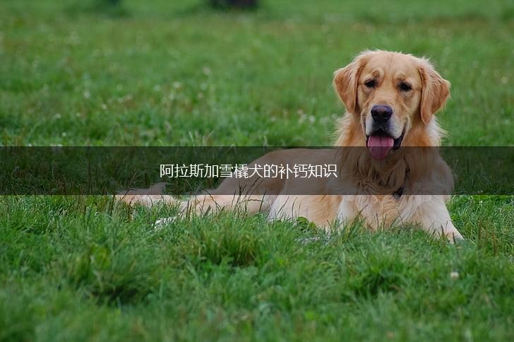 阿拉斯加雪橇犬的补钙知识,第1张