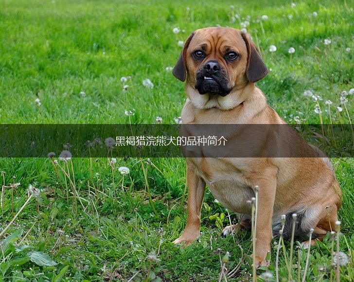 黑褐猎浣熊犬的品种简介,第1张