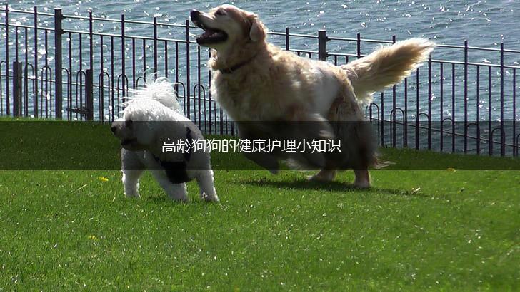 高龄狗狗的健康护理小知识,第1张