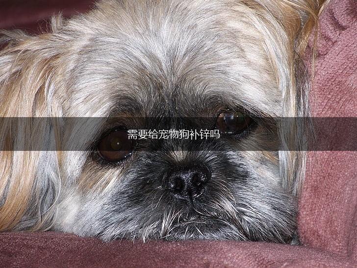 需要给宠物狗补锌吗,第1张