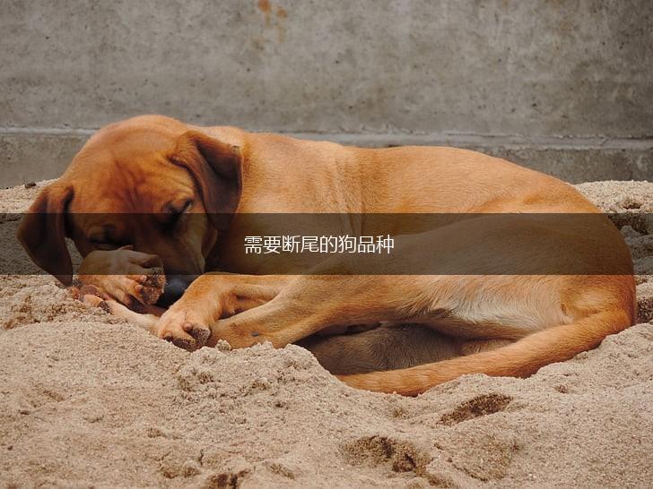 需要断尾的狗品种,第1张