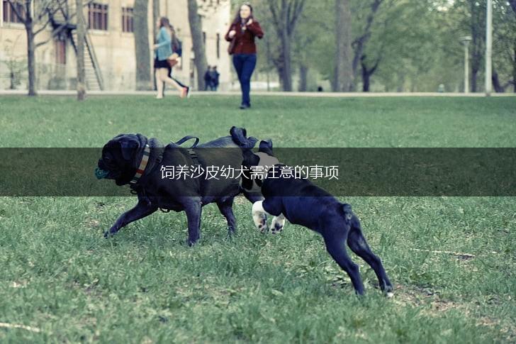 饲养沙皮幼犬需注意的事项,第1张