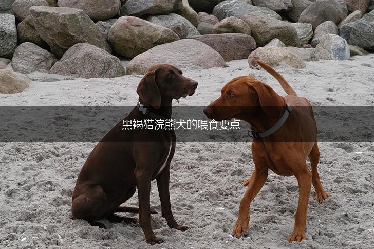 黑褐猎浣熊犬的喂食要点,第1张