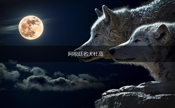 阿根廷名犬杜高,第1张