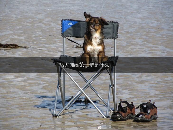 马犬训练第一步是什么,第1张