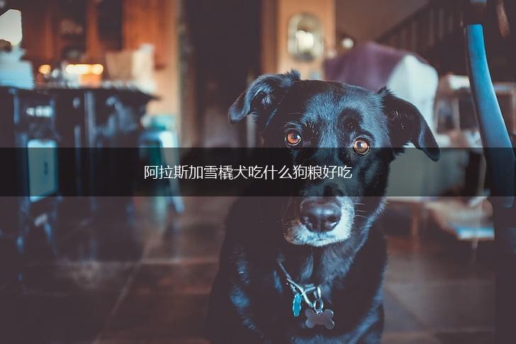 阿拉斯加雪橇犬吃什么狗粮好吃,第1张