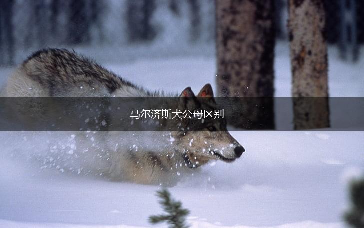 马尔济斯犬公母区别,第1张