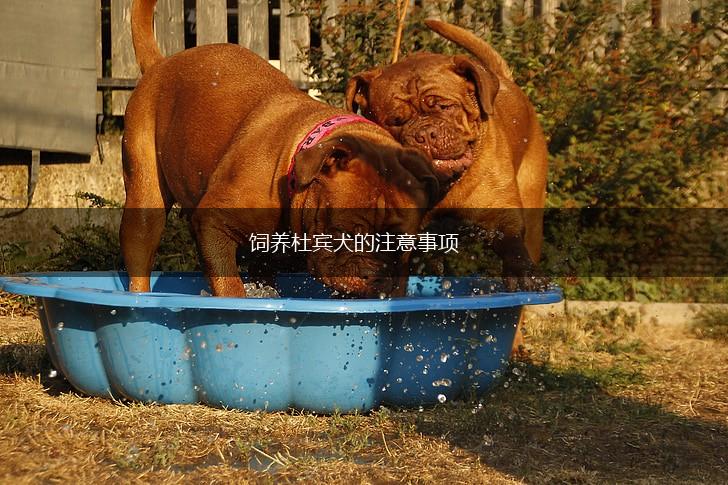 饲养杜宾犬的注意事项,第1张