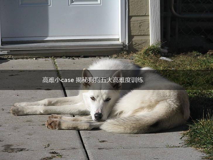 高难小case 揭秘狗狗五大高难度训练,第1张