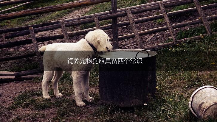 饲养宠物狗应具备四个常识,第1张