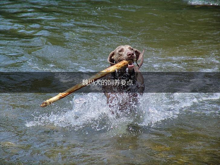 魏玛犬的饲养要点,第1张