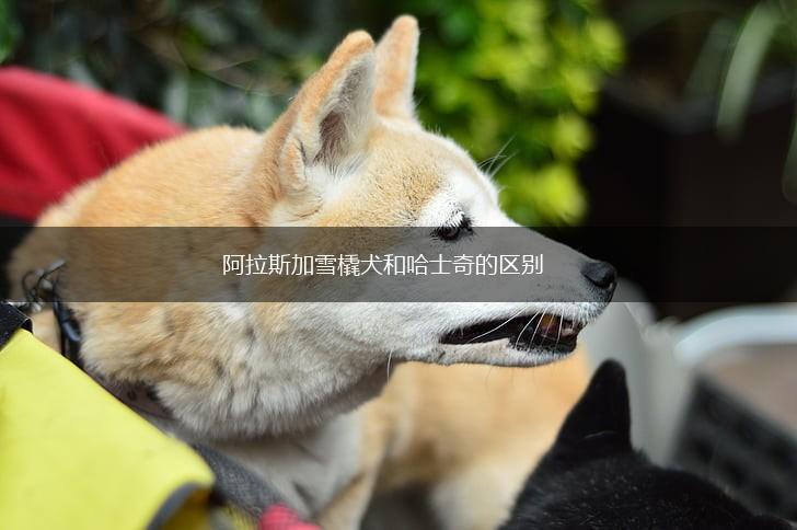 阿拉斯加雪橇犬和哈士奇的区别,第1张