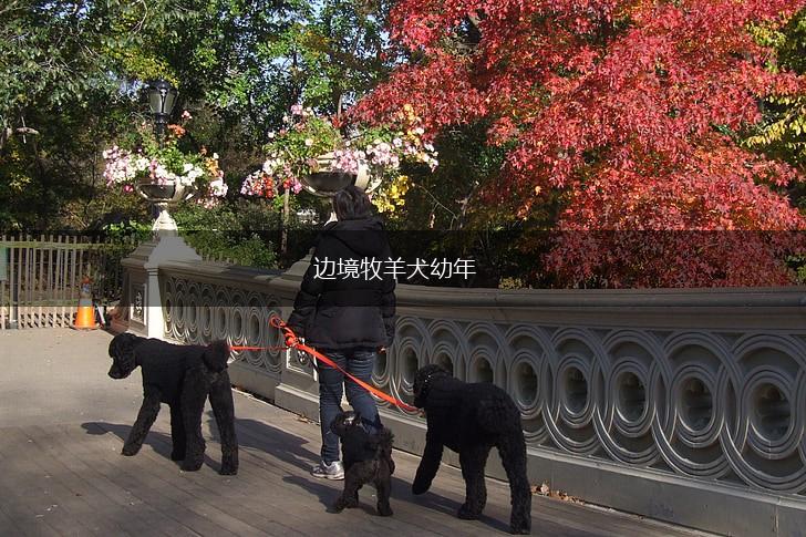 边境牧羊犬幼年,第1张