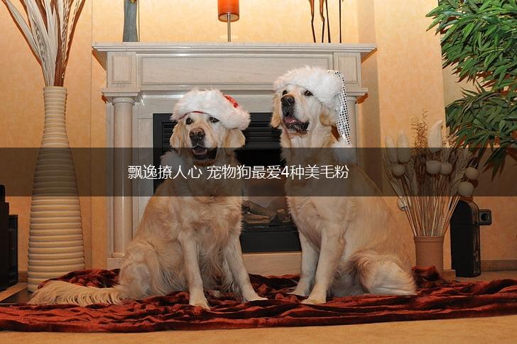 飘逸撩人心 宠物狗最爱4种美毛粉,第1张