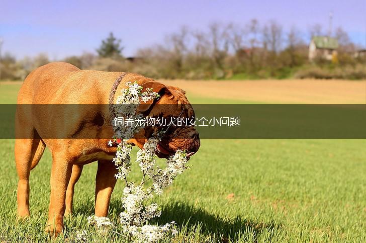 饲养宠物幼犬的安全小问题,第1张