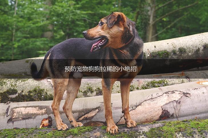 预防宠物狗狗拉稀的小绝招,第1张