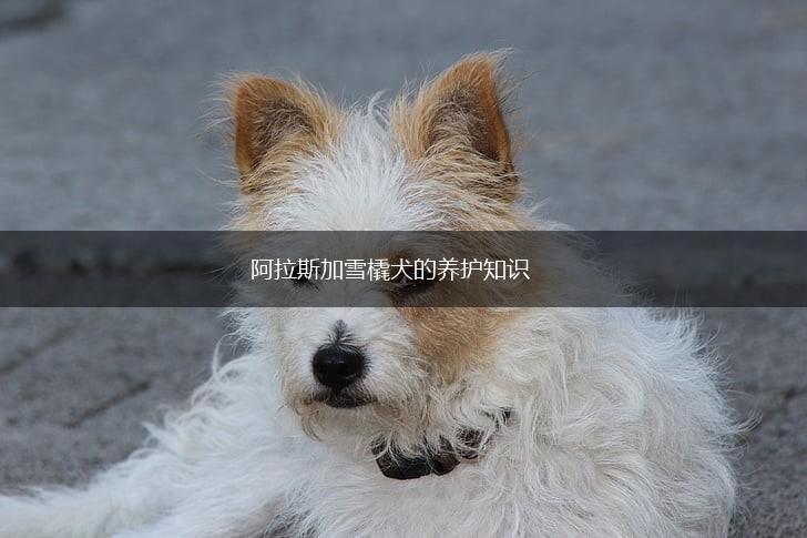 阿拉斯加雪橇犬的养护知识,第1张