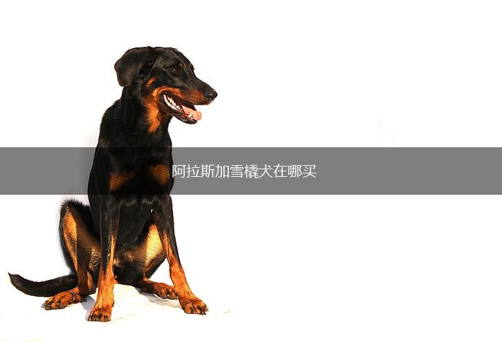阿拉斯加雪橇犬在哪买,第1张