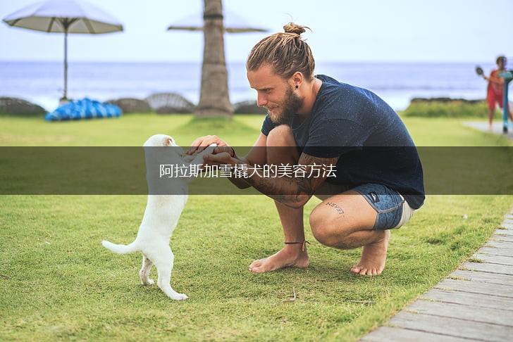 阿拉斯加雪橇犬的美容方法,第1张