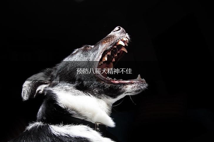 预防八哥犬精神不佳,第1张