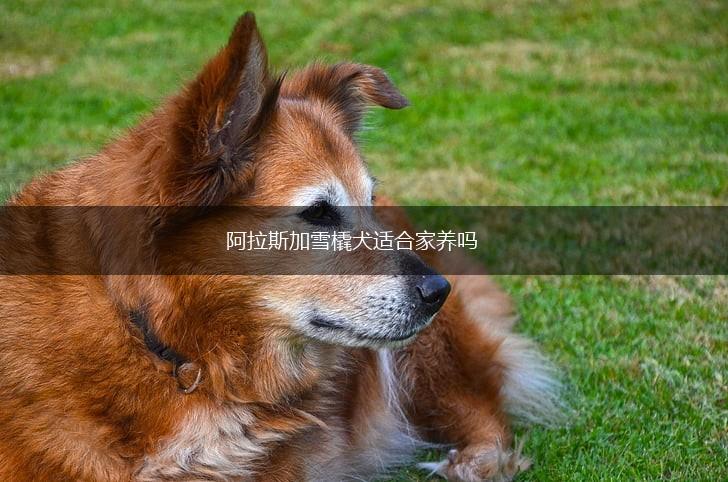 阿拉斯加雪橇犬适合家养吗,第1张