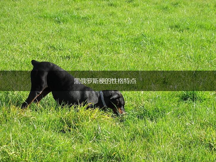 黑俄罗斯梗的性格特点,第1张