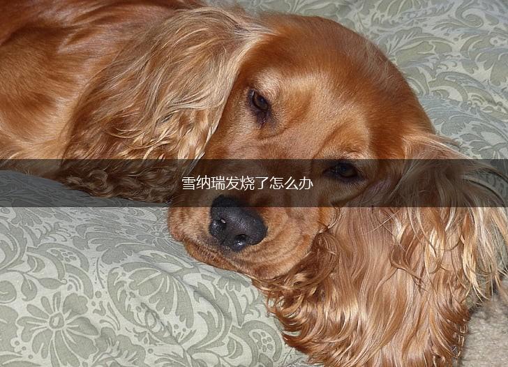雪纳瑞发烧了怎么办,第1张