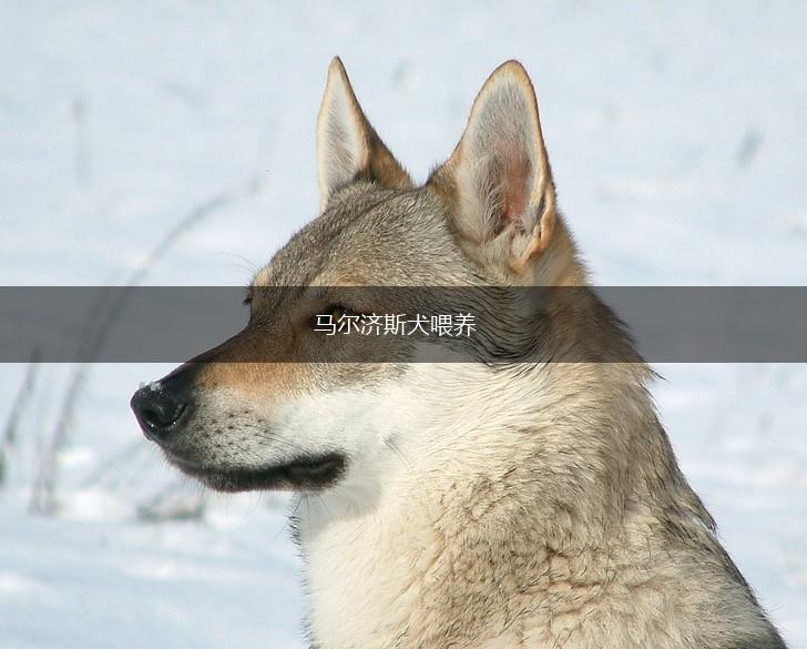 马尔济斯犬喂养,第1张