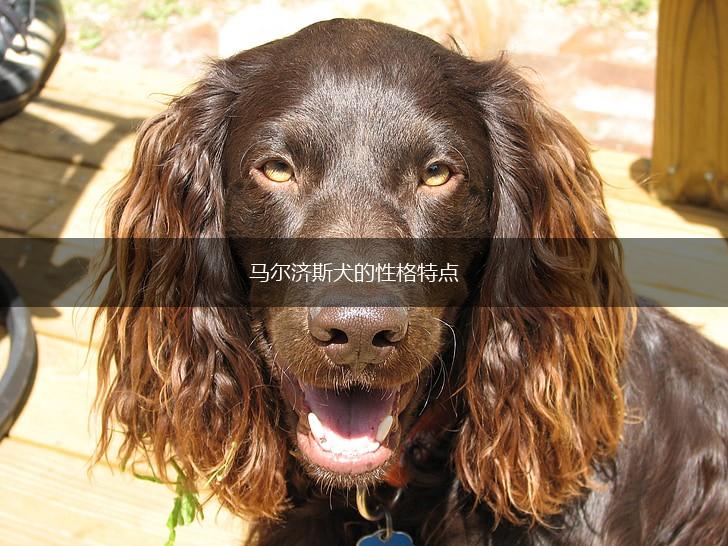 马尔济斯犬的性格特点,第1张