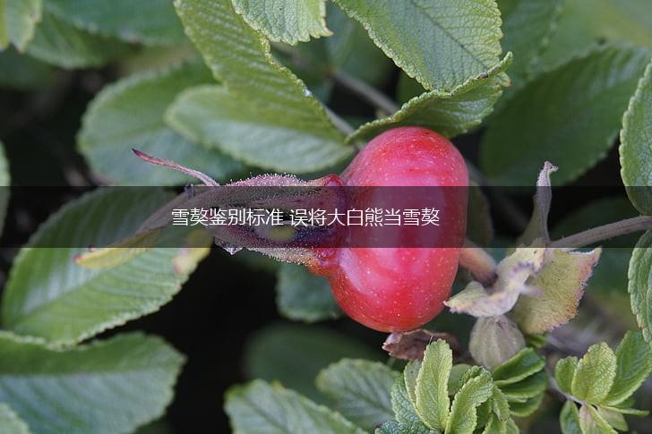 雪獒鉴别标准 误将大白熊当雪獒,第1张