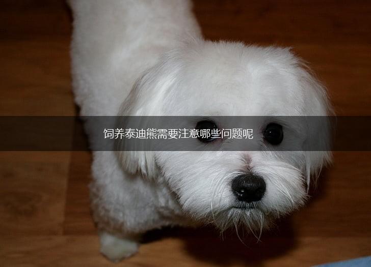 饲养泰迪熊需要注意哪些问题呢,第1张