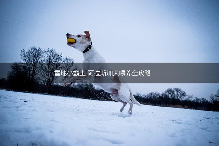 雪地小霸主 阿拉斯加犬喂养全攻略,第1张