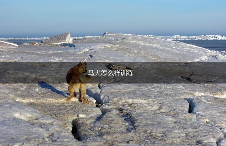 马犬怎么样训练,第1张