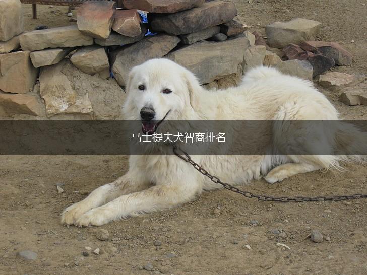 马士提夫犬智商排名,第1张