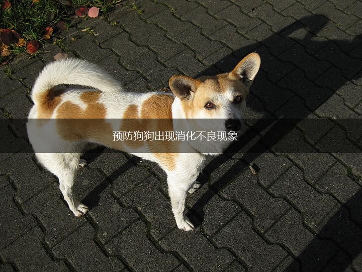 预防狗狗出现消化不良现象,第1张