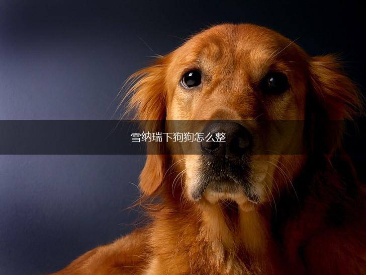 雪纳瑞下狗狗怎么整,第1张