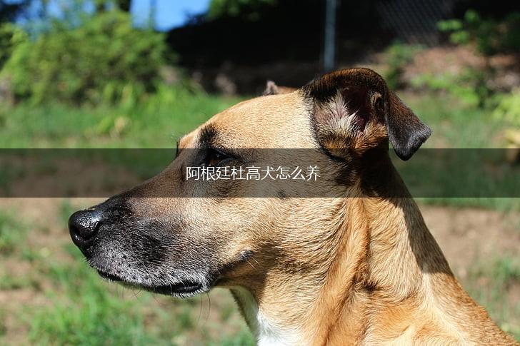 阿根廷杜高犬怎么养,第1张