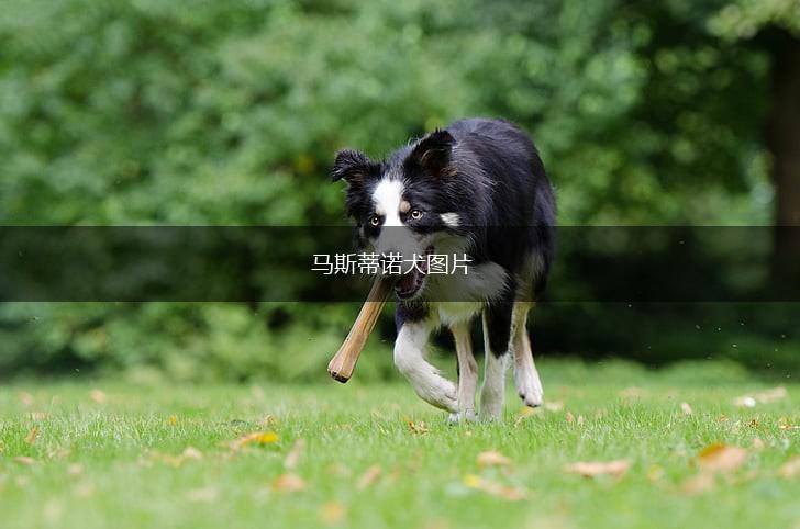 马斯蒂诺犬图片,第1张