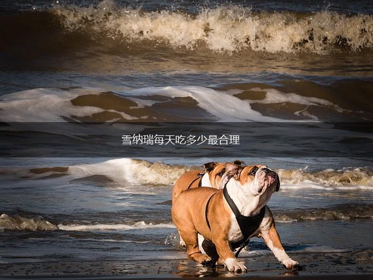 雪纳瑞每天吃多少最合理,第1张