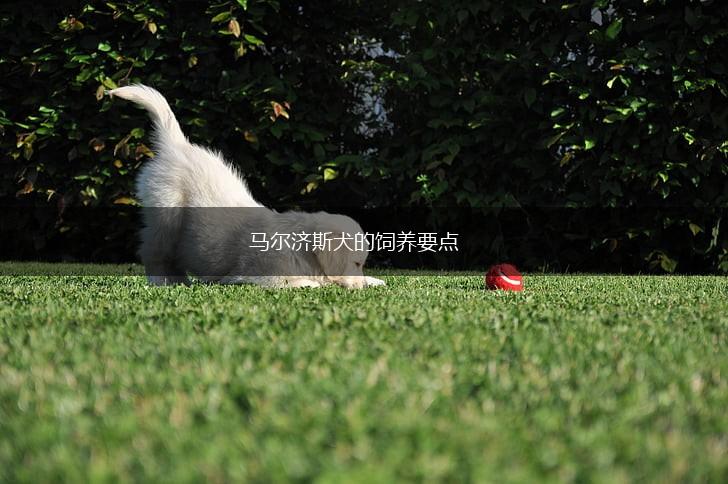 马尔济斯犬的饲养要点,第1张