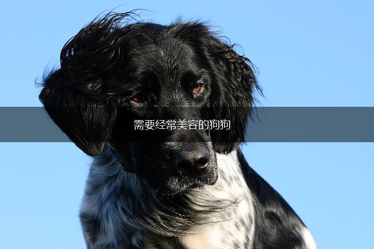 需要经常美容的狗狗,第1张