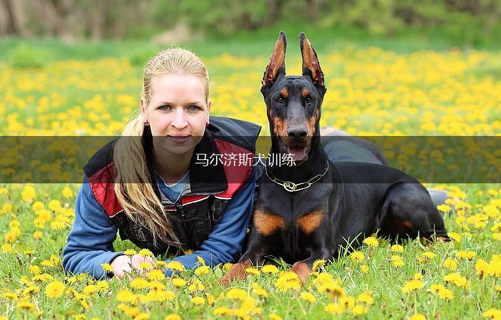 马尔济斯犬训练,第1张