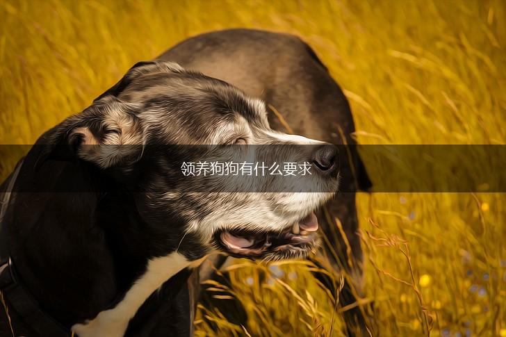 领养狗狗有什么要求,第1张