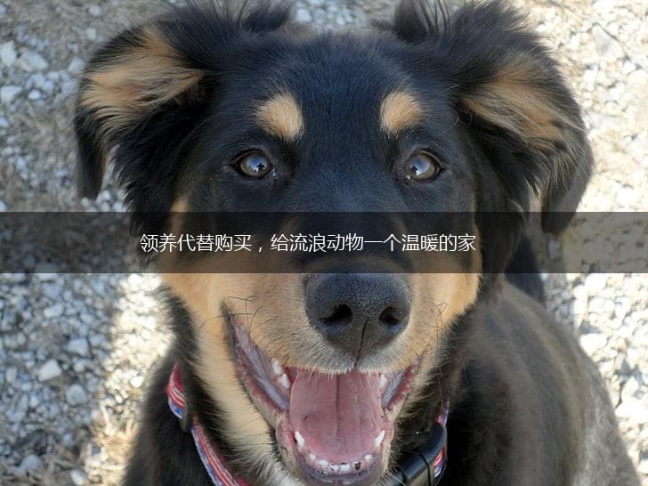 领养代替购买，给流浪动物一个温暖的家,第1张