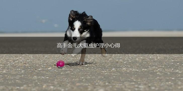 高手金毛犬驱虫护理小心得,第1张