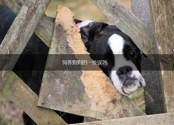 饲养狗狗的一些误区,第1张