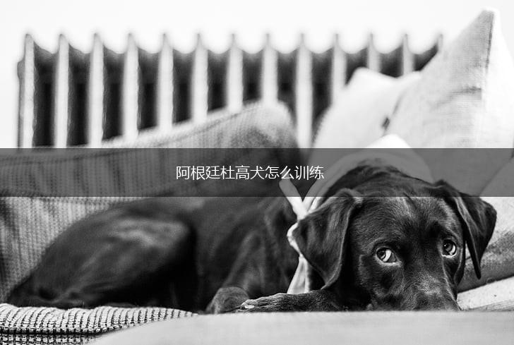 阿根廷杜高犬怎么训练,第1张
