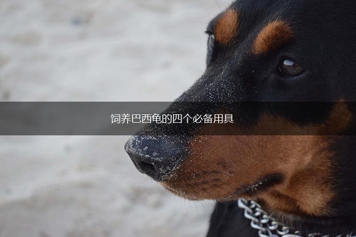 饲养巴西龟的四个必备用具,第1张